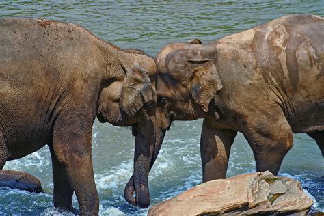 Elephant Kiss Photograph By Planet Rowoo Pixels