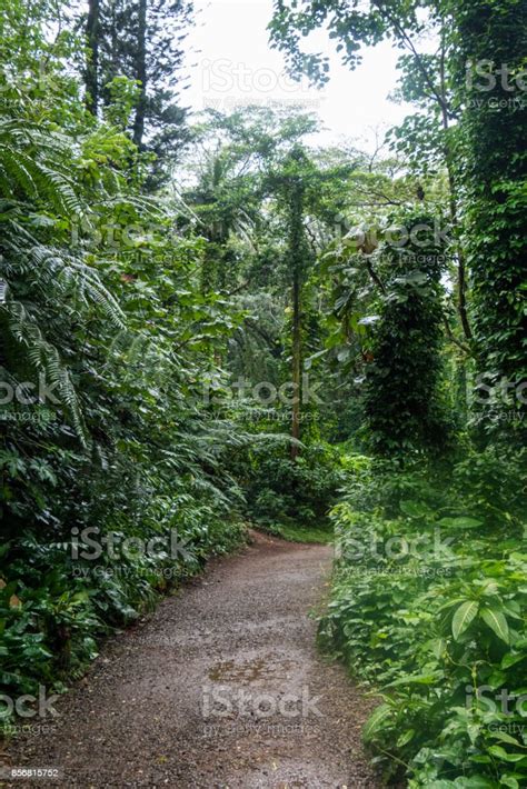 Rainforest Oahu Hawaii Stock Photo Download Image Now Beauty