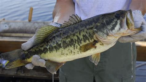 Pic Of A Bass Fish Hackettstown State Fish Hatchery Celebrates Its