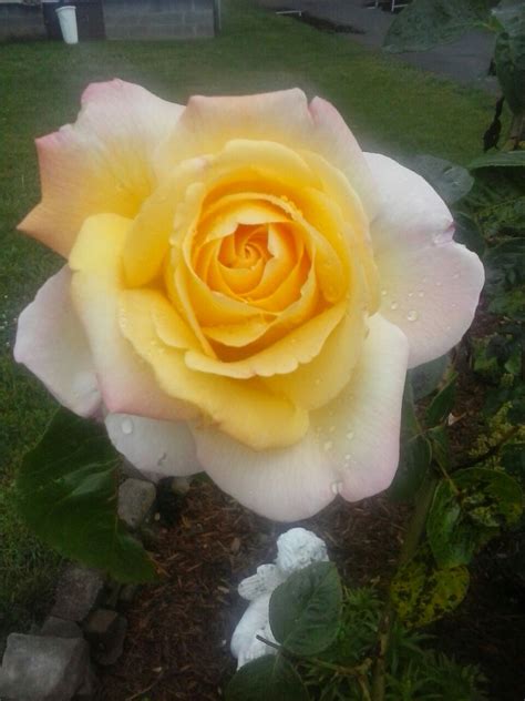 B has seen a lot. TAKE TIME TO STOP AND SMELL THE ROSES | Rose, Flowers, Plants