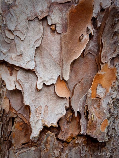 Longleaf Pine Bark Detail Scott Walton Photographs