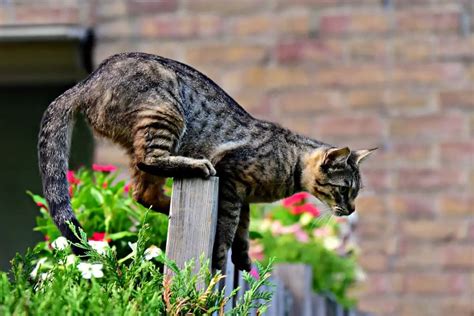 Domestic Cat Behavior Explained A Helpful Guide Stop Cats Spraying