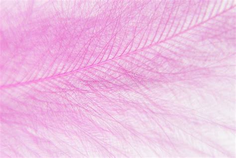 Pink Feather Stock Photo Image Of Pink Feather Pattern 30313288
