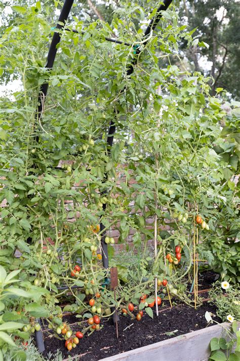 Pruning Tomatoes 101 Should You Prune Tomato Suckers • Gardenary