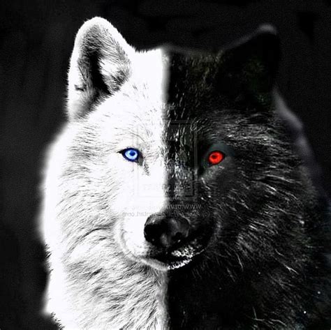 Black Wolf With Blue Eyes Wallpapers Wolf Background Images
