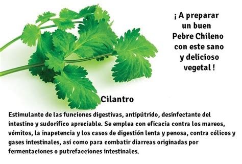 Beneficios Del Cilantro Cilantro Frutas Y Verduras Doctores En Linea