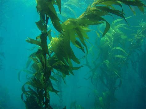 Ccgp — Macrocystis Pyrifera Giant Kelp