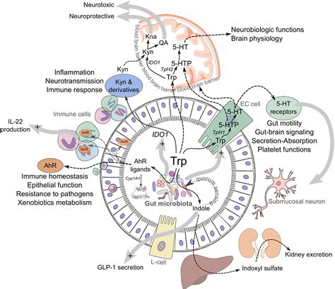 Gut Microbiota Regulation Of Tryptophan Metabolism In Health And