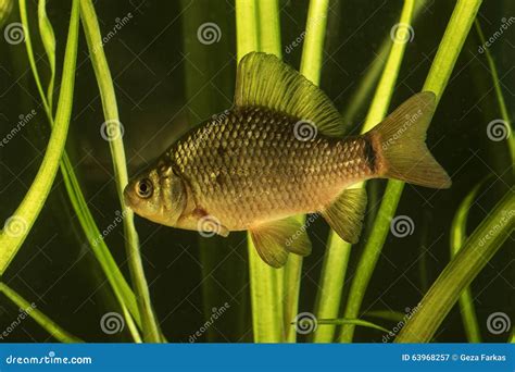 Crucian Carp Fish In The Pond Stock Image Image Of Freshwater Water