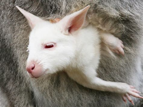 Rare Albino Animals Cbs News