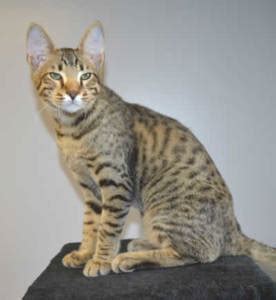 Great savings & free delivery / collection on many items. Savannah Cat Prices Explanation of How Savannah cats are ...