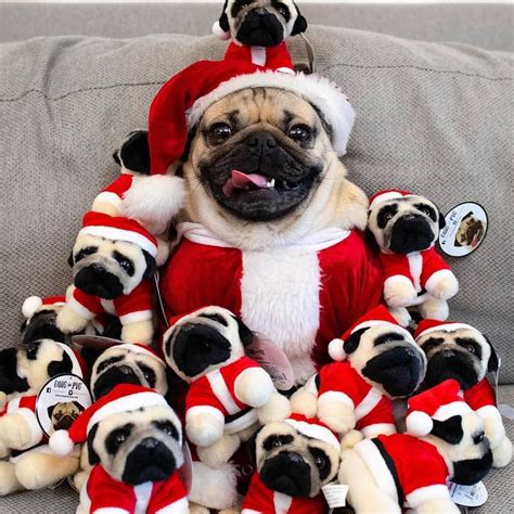 Image May Contain Dog Cute Pug Puppies Baby Pugs Cute Pugs