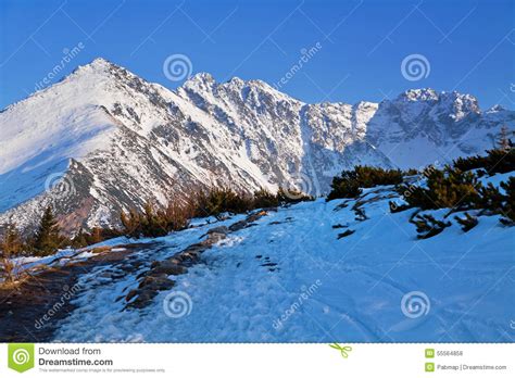 Mountain Snowy Landscape With Pine Trees Stock Photo Image Of Scenery