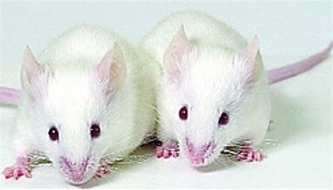 Una terapia génica devuelve el oído a ratones sordos