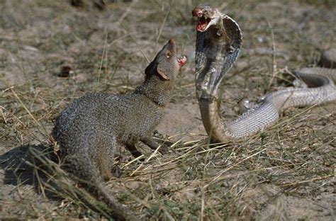 Indian Gray Mongoose Herpestes Edwardsii Fighting A Cobra Tamil Nadu