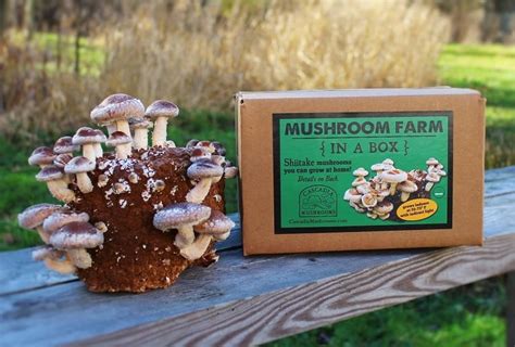 10 Best Mushroom Growing Kits To Start Growing At Home