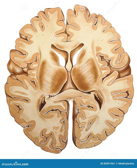 Brain Cross Section Stock Illustration Illustration Of Cortex 82091561