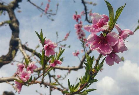 Alberi in fiore molte alberi fiore di ciliegio avenue natura fiori foto fiore, molti, sakura sfondi, immagini scaricare per desktop pc, tablet. Come riconoscere 6 alberi da frutto dai loro fiori