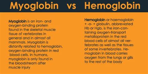 Hemoglobin And Myoglobin Structure 24 Hours Of Biology