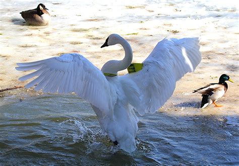 Showing Off Ones Wingspan A Male Trumpeter Swan Displays Flickr