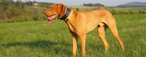 The Vizsla Breed Facts And Temperaments Pet Side