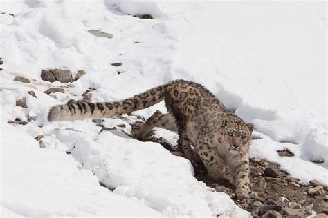 Snow Leopard Trek Snow Leopard Trekking Tour Ladakh Bon Travel India