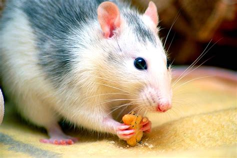 8 Interesting Facts About Rats Britannica
