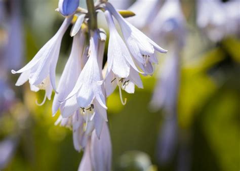 There are several schools of thought as to when it is acceptable to divide your plants. Growing Hostas: How to Plant and Care for Hosta Plants ...
