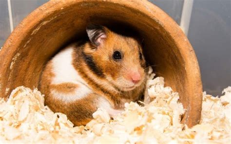 Hamsters As Pets Pros And Cons To Consider Before Adopting Animallama