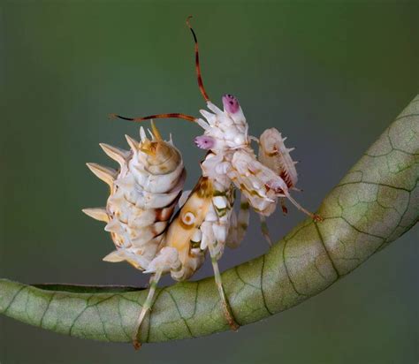 9 Of The Most Absurd Looking Mantis Species Mnn Mother Nature Network