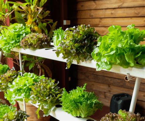 How To Grow An Indoor Vegetable Garden An Alli Event
