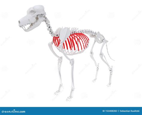 Skeletal Anatomy Ribs Stock Illustration Illustration Of Canine