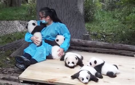 Cette Femme Est Une Panda Sitter Elle Est Payée 32 000 Dollars Pour