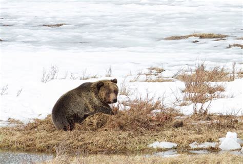 First Bear Sighting Of 2019 In Yellowstone Protect Yourself And