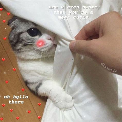 Cute Cat Meme Love Images блог довнлоад имагес