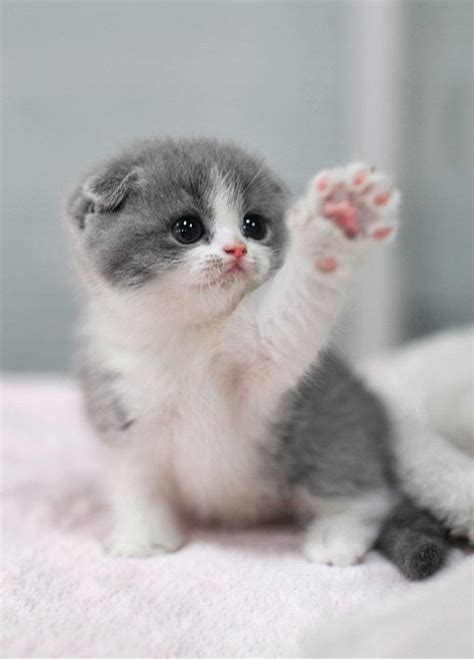 Whos The Cutest Kitten Ever Rcats
