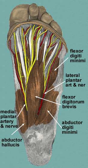 Descriptive anatomy divides the skeletal elements of the foot into the tarsus, metatarsus, and forefoot (antetarsus). Sole of Foot