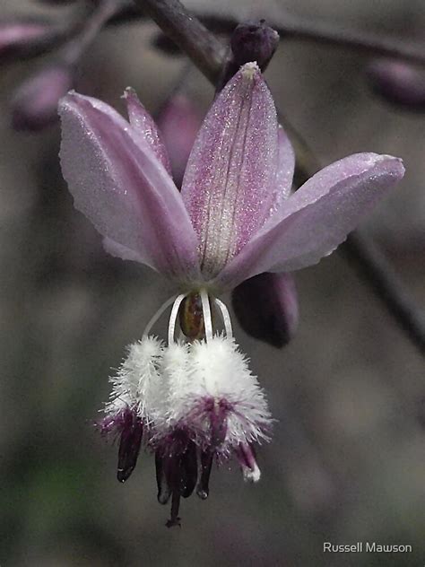Arthropodium Milleforum Pale Vanilla Lily By Russell Mawson Redbubble