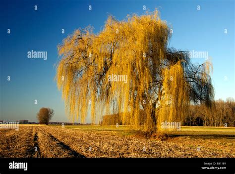 Weeping Willow In February Showing First Yellow Shoots Stock Photo Alamy