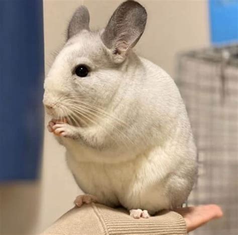 Best Chinchilla Names - 500 Amazing Ideas For Naming Your Chinchilla 