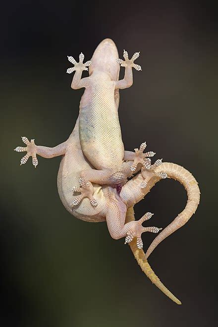 Common House Geckos Mating Ventral View With Hemipenis Inserted In The