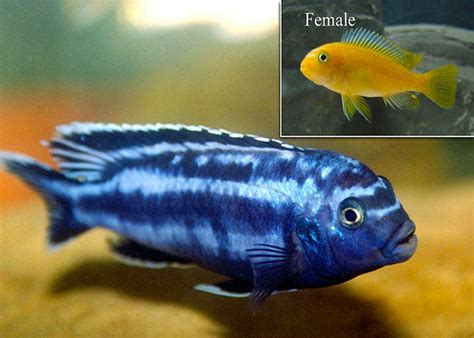 Electric Blue Cichlid Male Vs Female See More