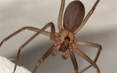 A Handy Guide To Brown Recluse Spiders For Phoenix Property Owners