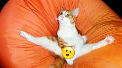 50 Funny Cat Pictures Youtube