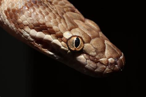 Stimsons Python Antaresia Stimsoni Central Australia Flickr