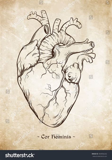 Hand Drawn Line Art Anatomically Correct Human Heart Da Vinci Sketches
