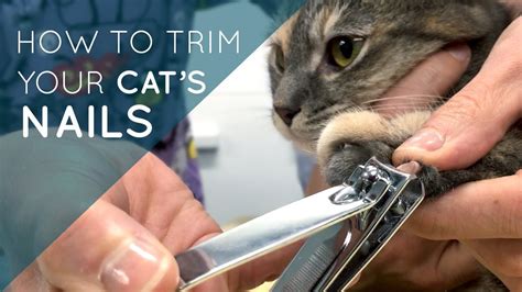 How To Trim Your Cats Nails Youtube