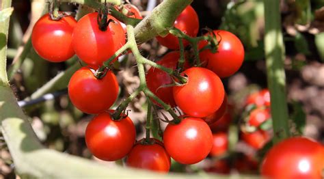 May 18, 2020 · sweet 100 cherry tomatoes are as happy in a container as in a garden bed, as long as they get the two things tomato plants need most: Cherry Tomato Basil Pesto Sauce on Farfalle Pasta - La ...