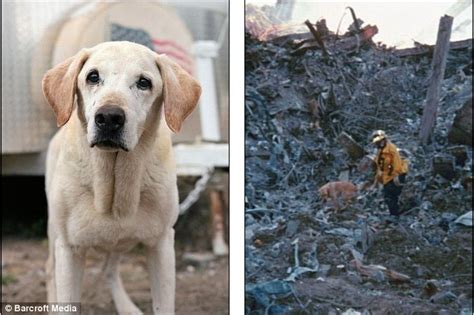 The 911 Rescue Dogs Portraits Of The Last Surviving Animals Who