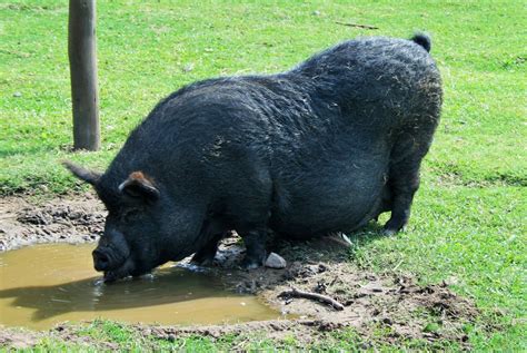 Big Fat Pig Animal Farm Ballito Free Stock Photo Public Domain Pictures